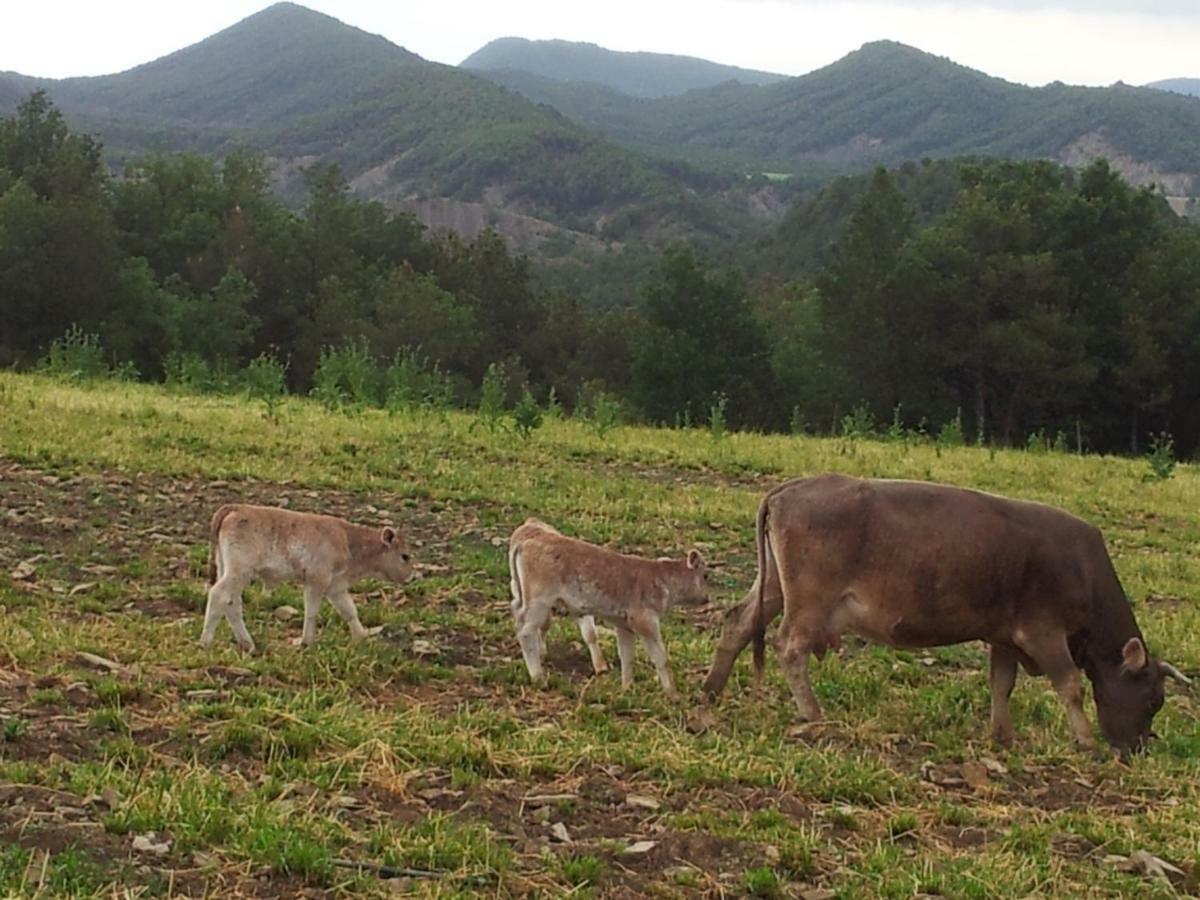 El Pueyo de Araguás Casa Encuentra, En El Pirineo Al Lado De Ainsaゲストハウス エクステリア 写真